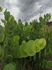 Baptisia perfoliata