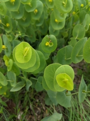 Baptisia perfoliata