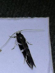 Eteobalea