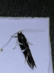 Eteobalea