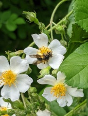 Andrena
