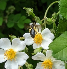 Andrena