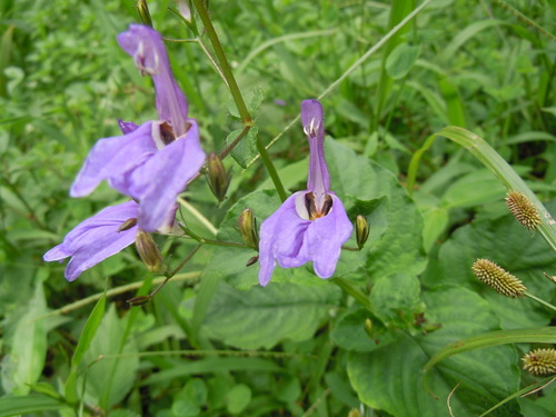 Brillantaisia lamium image