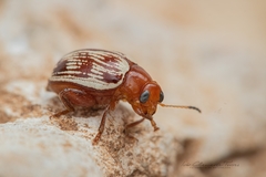 Notozona rufofusca