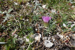 Jurinea humilis