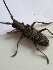 Monochamus titillator