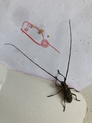 Monochamus titillator