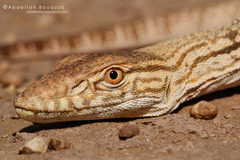 Varanus griseus