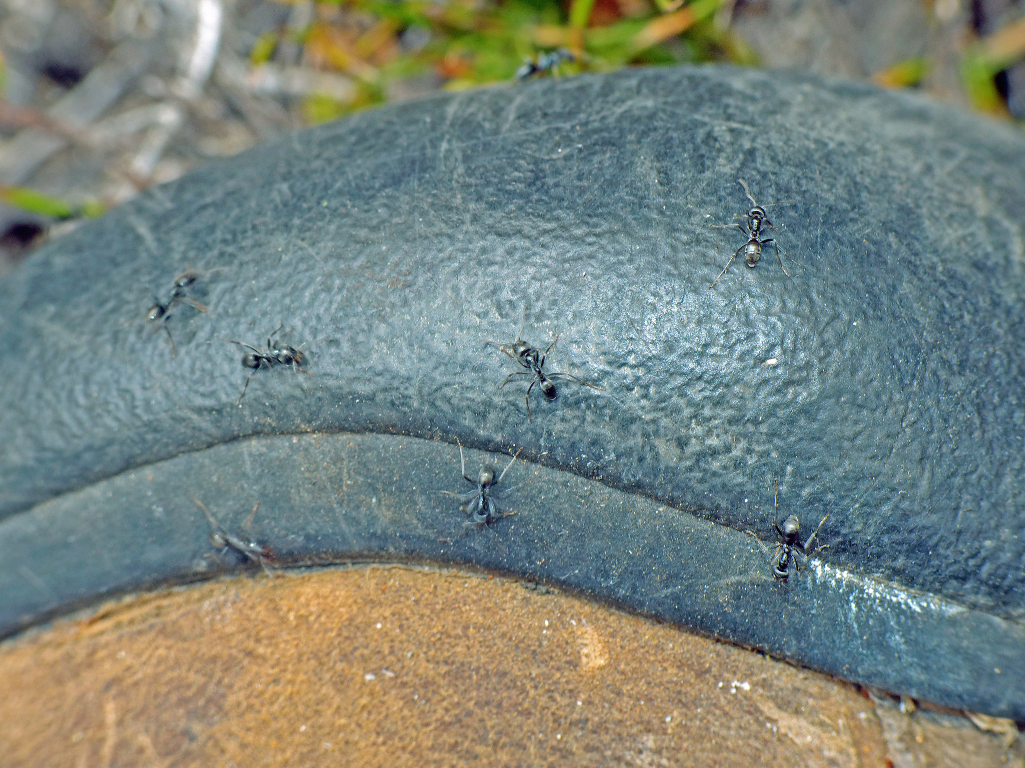 Iridomyrmex alpinus