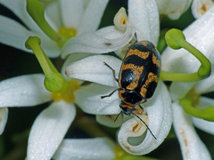 Macrohelodes crassus