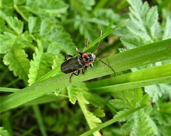 Cantharis rustica