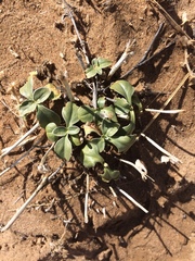 Penstemon albomarginatus