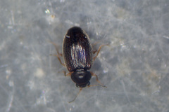 Corticarina minuta