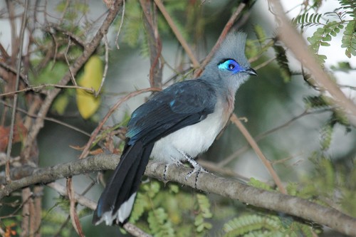 Crested Coua