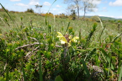 Pedicularis schizocalyx