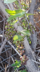 Smilax aspera