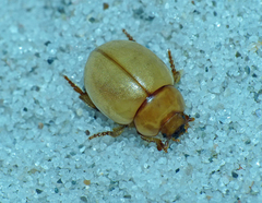 Sphargeris physodes