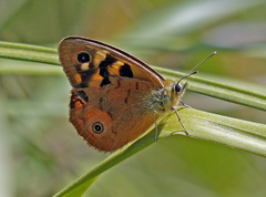 Heteronympha penelope