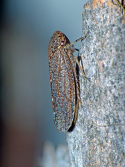 Putoniessa