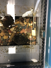 Cumberlandia monodonta