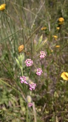 Silene bellidifolia