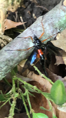 Tanyptera