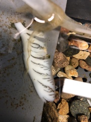 Cumberlandia monodonta