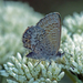 Mathew's Blue - Photo (c) Simon Grove, some rights reserved (CC BY-NC), uploaded by Simon Grove