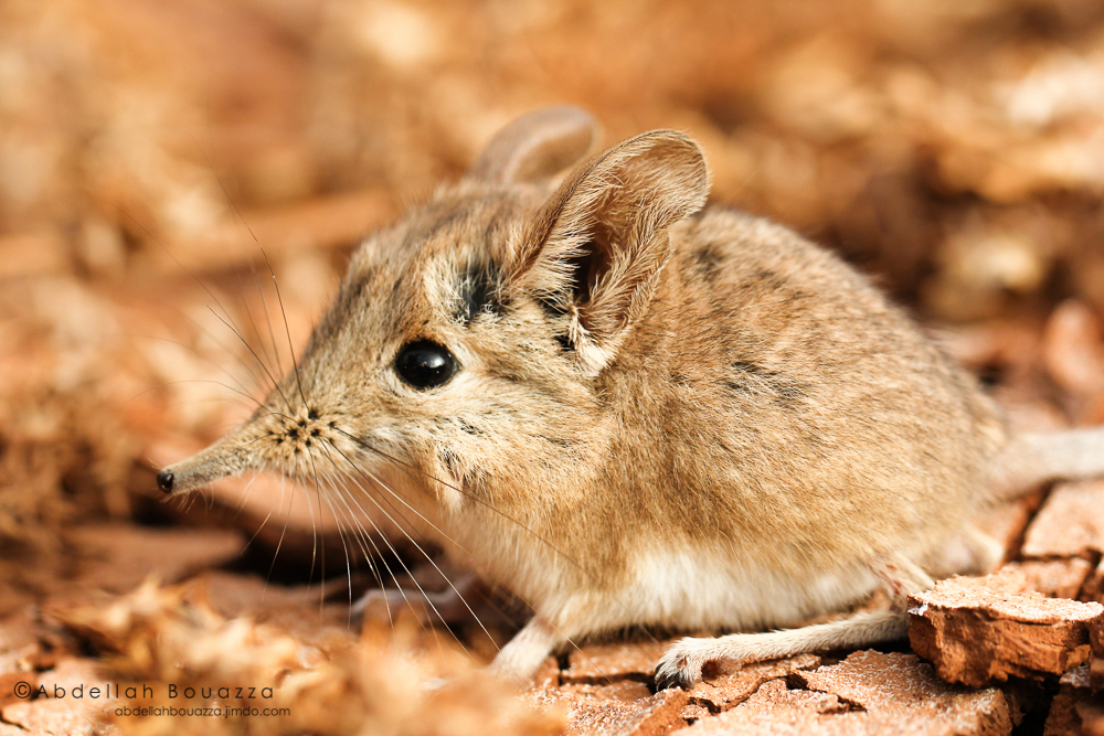 North African Sengi Smaller Mammals Of The W Palearctic · Inaturalist