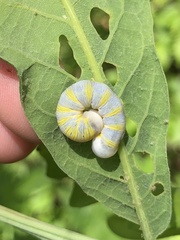 Lithophane querquera