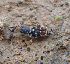 Ellipes minuta