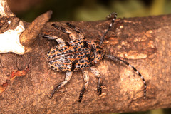 Dichostates lignarius