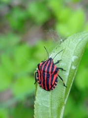 Graphosoma