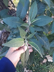 Solanum granulosoleprosum