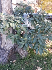Solanum granulosoleprosum