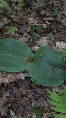 Platanthera orbiculata