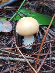 Amanita toxica