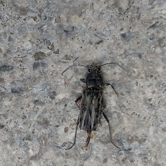 Chlorophorus glabromaculatus glaucus