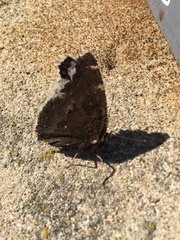 Lepidoptera