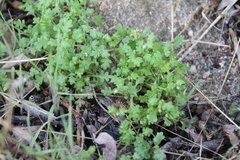 Nemophila breviflora
