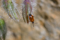 Deraeocoris punctum
