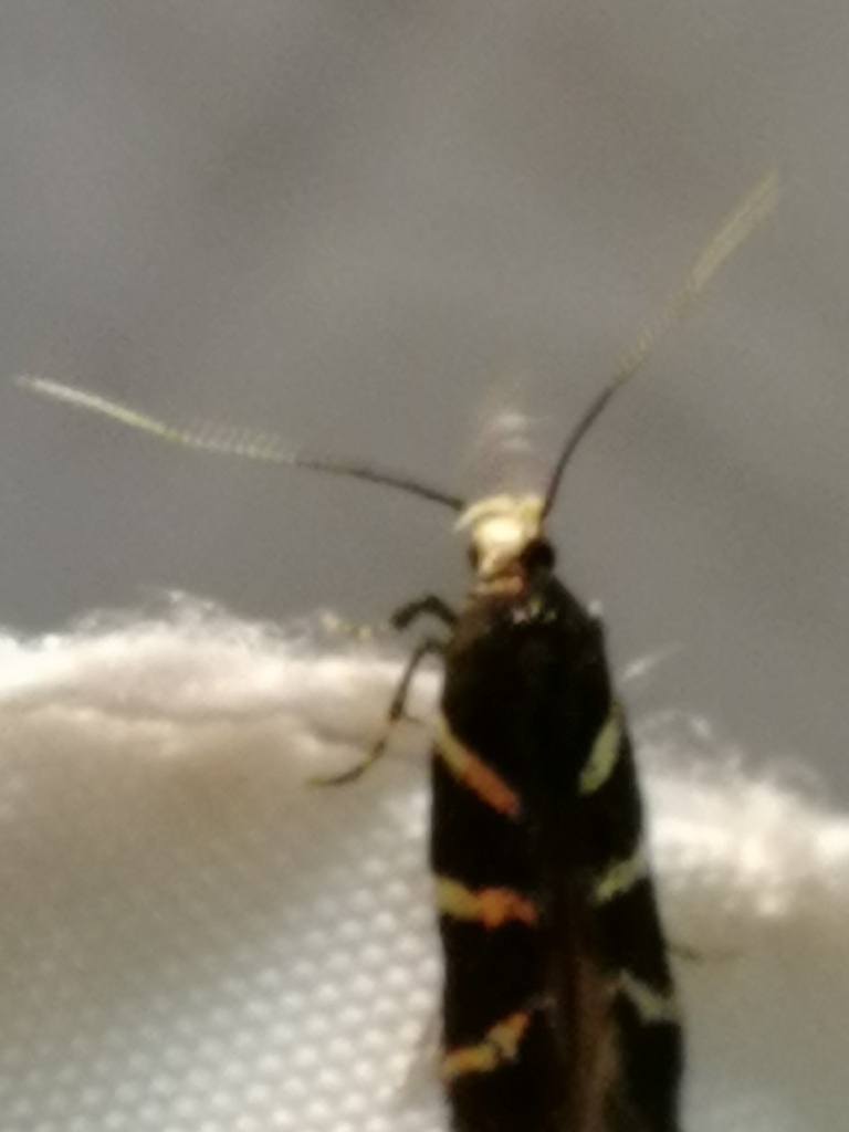 Eteobalea tririvella