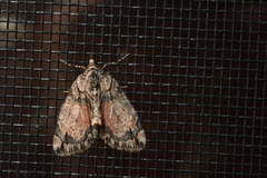 Hydriomena perfracta