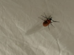 Pseudocistela ceramboides