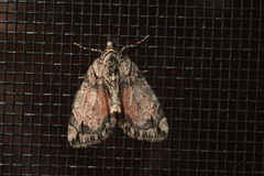 Hydriomena perfracta