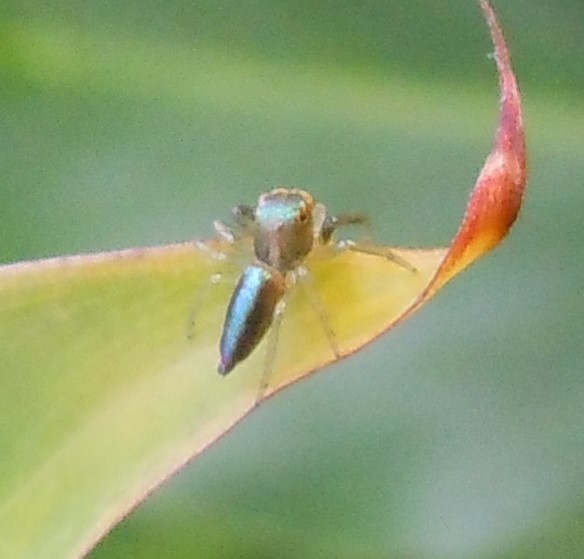 Maltecora janthina