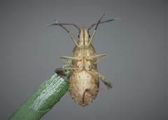 Ceraleptus lividus