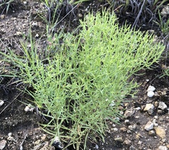 Zeltnera beyrichii
