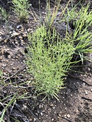 Zeltnera beyrichii