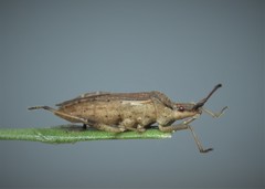 Ceraleptus lividus
